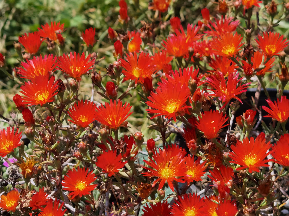 Malephora crocea en fleurs sur des éboulis secs d'Afrique du Sud